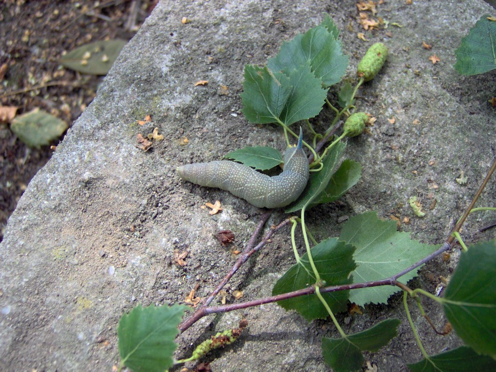 Potrebbe essere una larva di Smerinthus ?